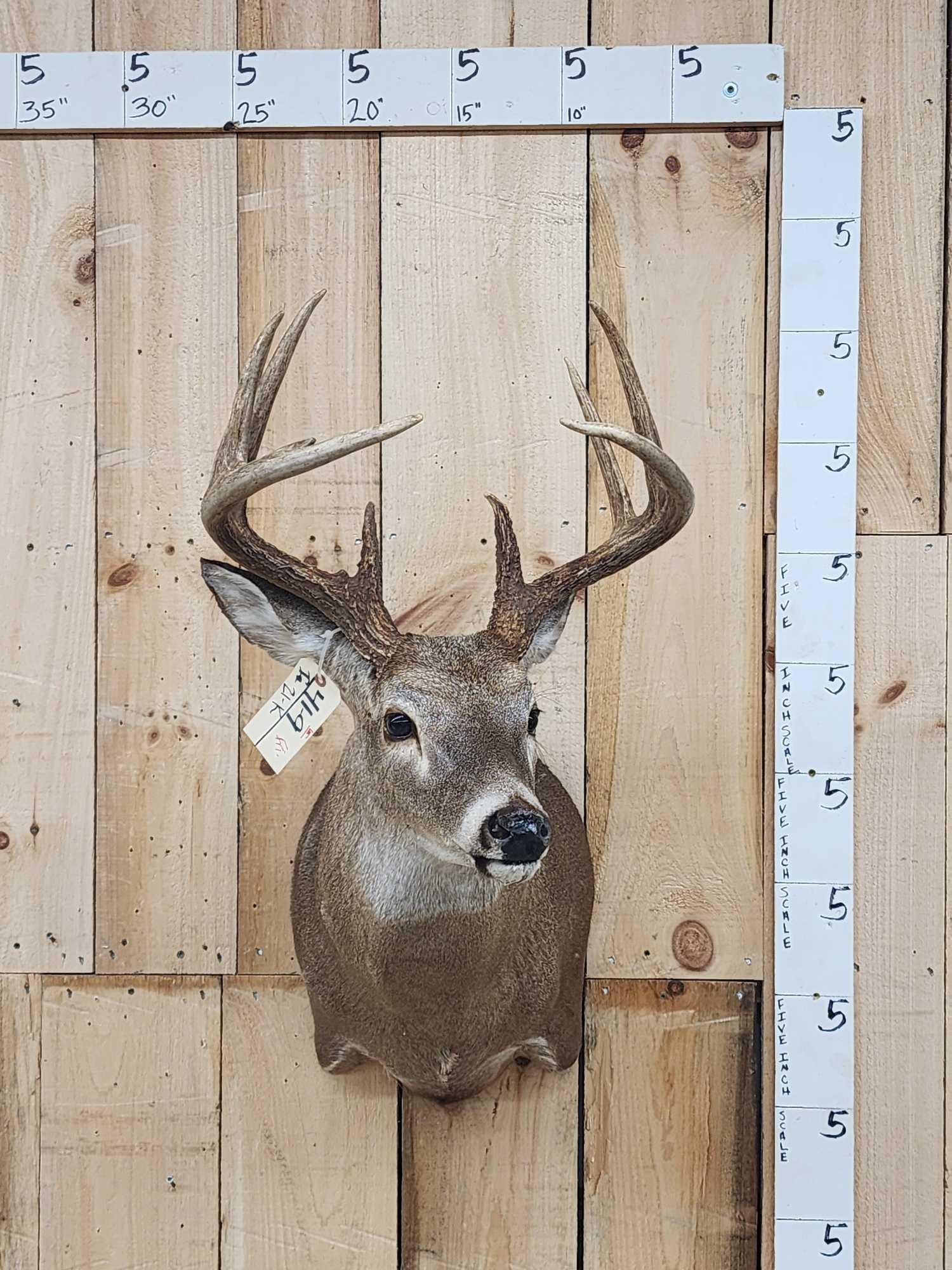 6x5 Whitetail Shoulder Mount Taxidermy (1 of 5)