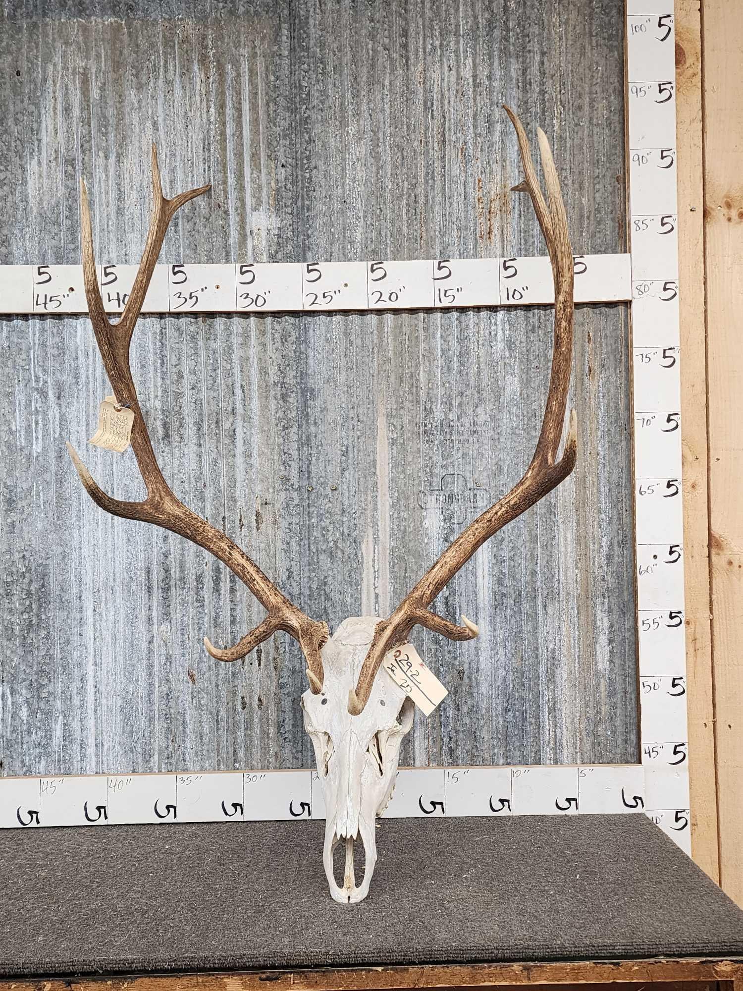 6x6 Elk Antlers On Skull (1 of 3)