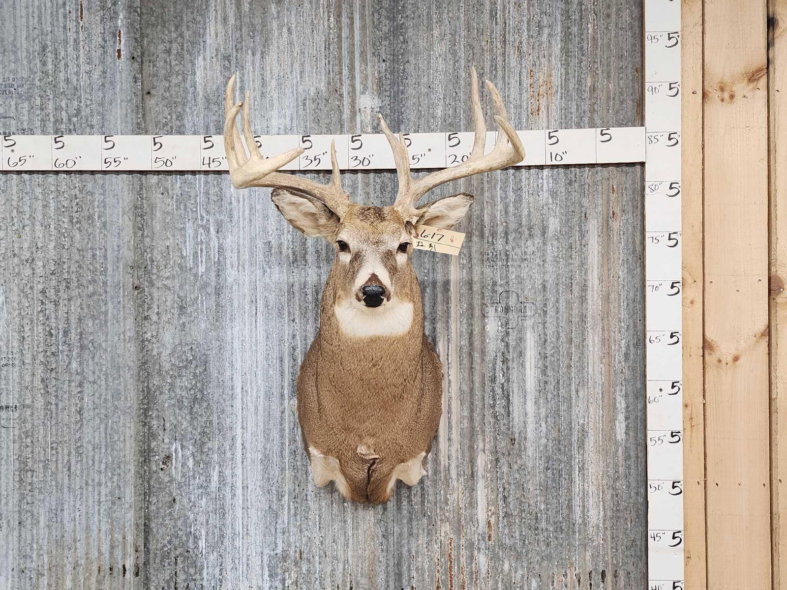6x4 Whitetail Shoulder Mount Taxidermy (1 of 3)