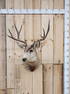 5x5 Mule Deer Shoulder Mount Taxidermy