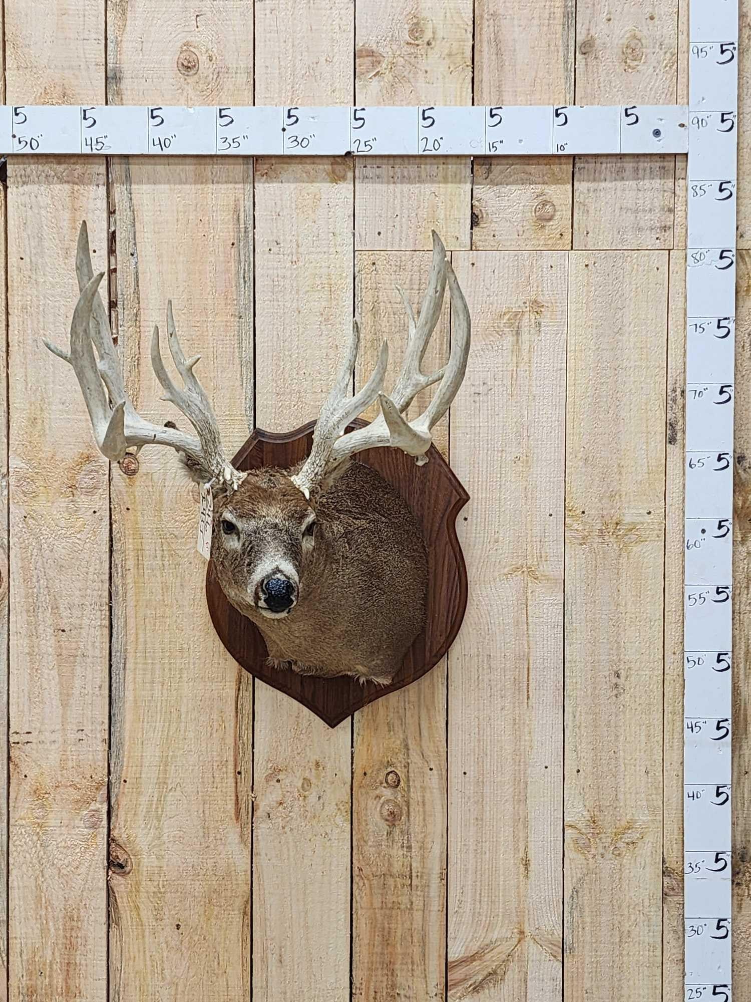 Giant Main Frame 4x4 Whitetail Shoulder Mount Taxidermy (1 of 6)