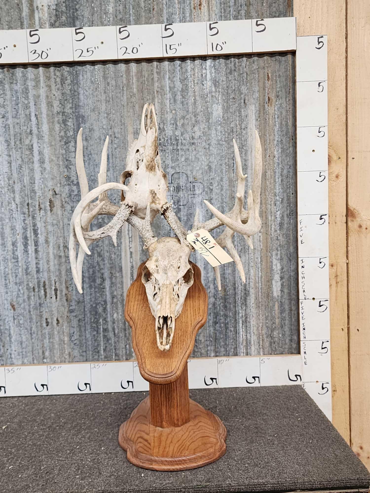 2 Sets Of Locked Whitetail Antlers On Skulls Auction