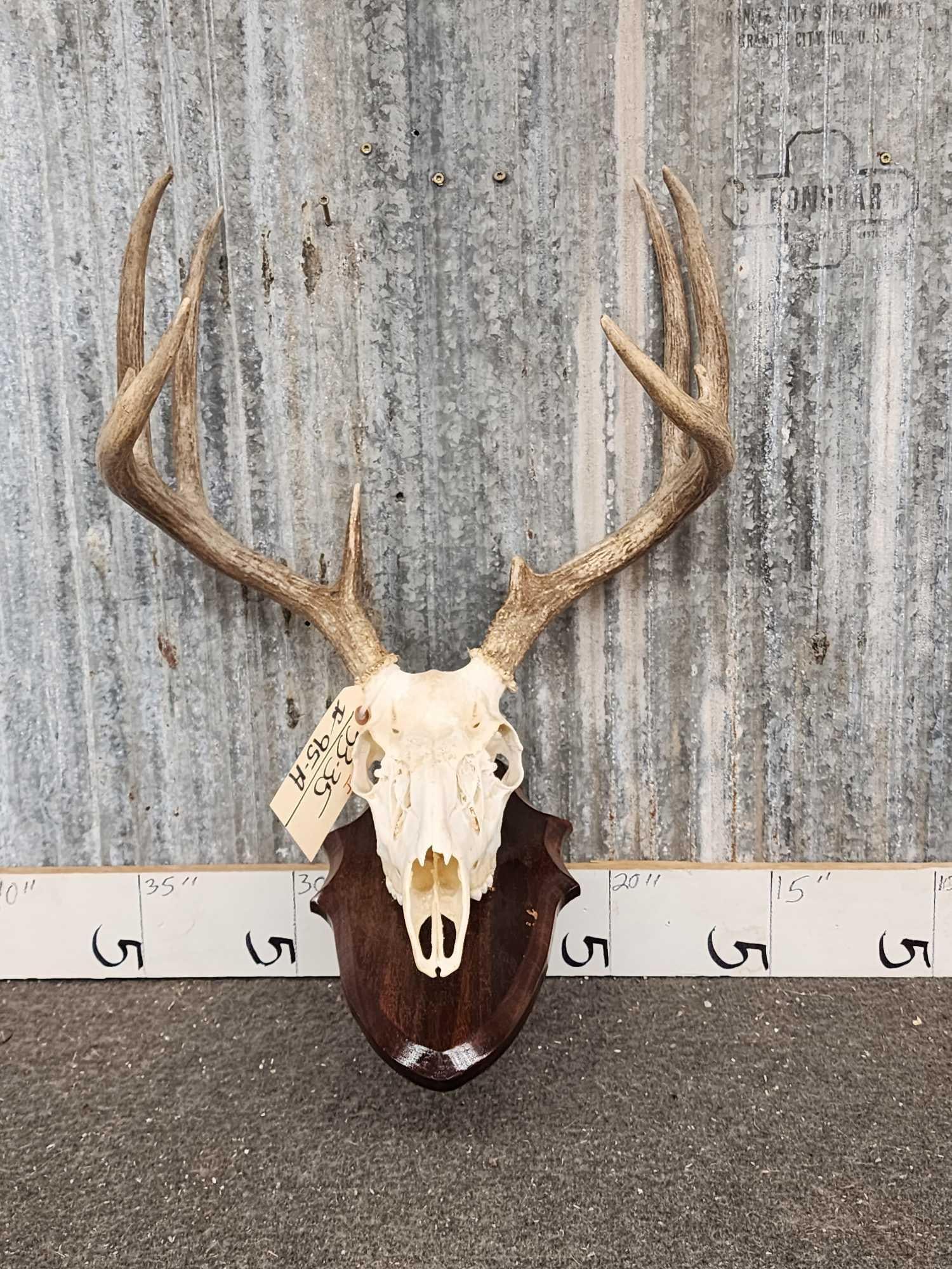 5x5 Whitetail Antlers On Skull & Plaque (1 of 3)