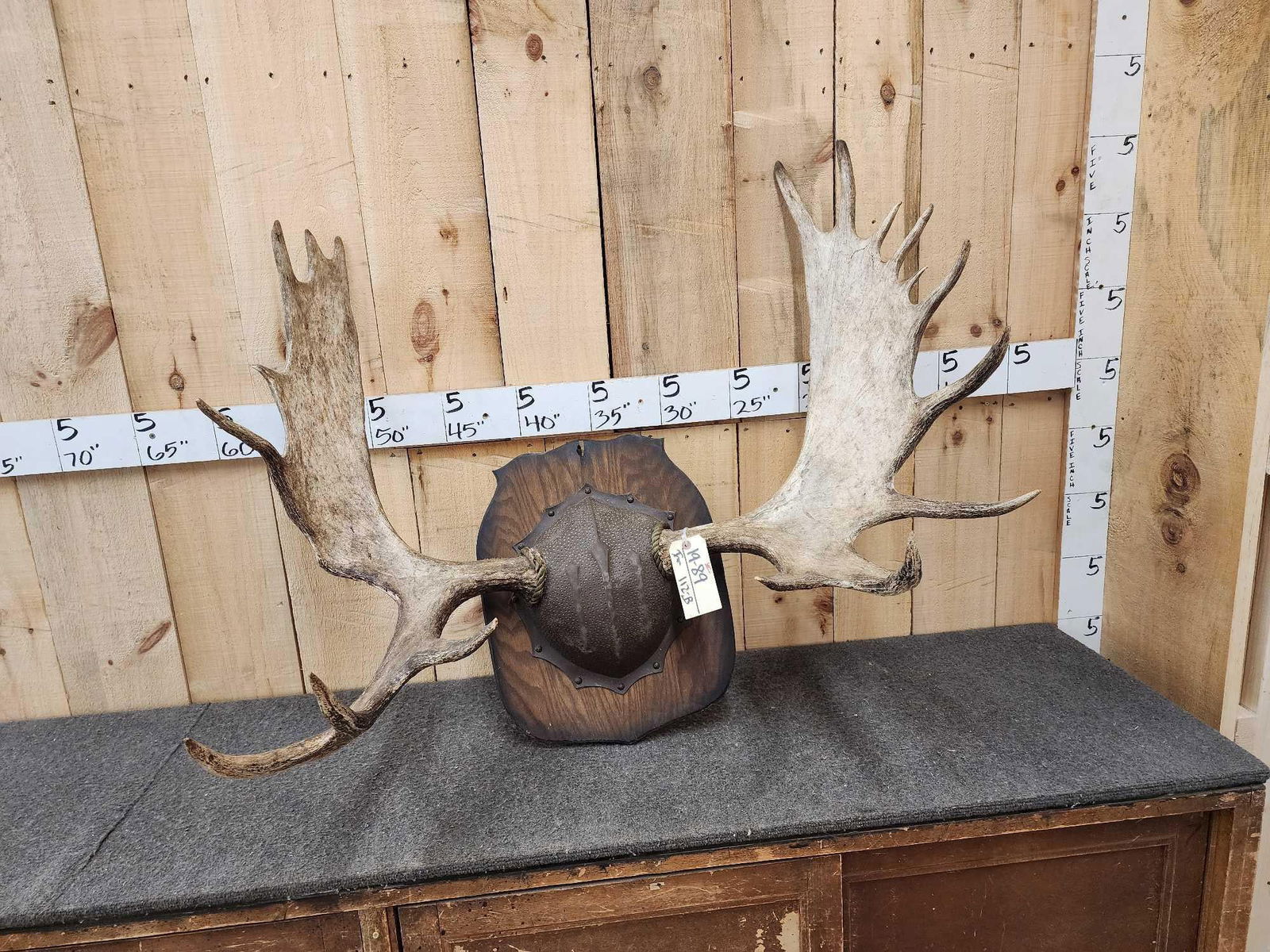 41" Moose Antlers On Plaque (1 of 5)