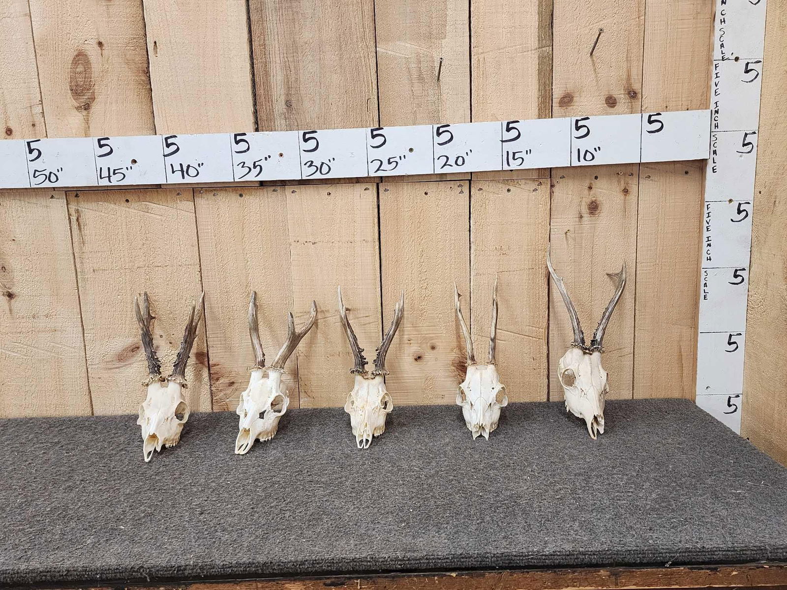 5 Roe Deer Skulls Antler Taxidermy (1 of 3)
