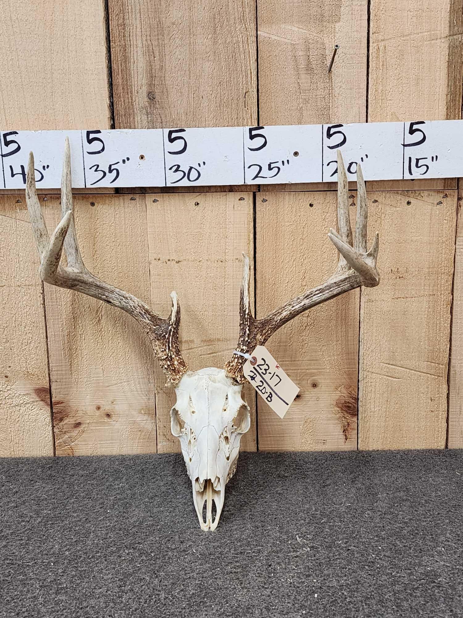 Main Frame 4x5 Whitetail Antlers On Skull (1 of 3)