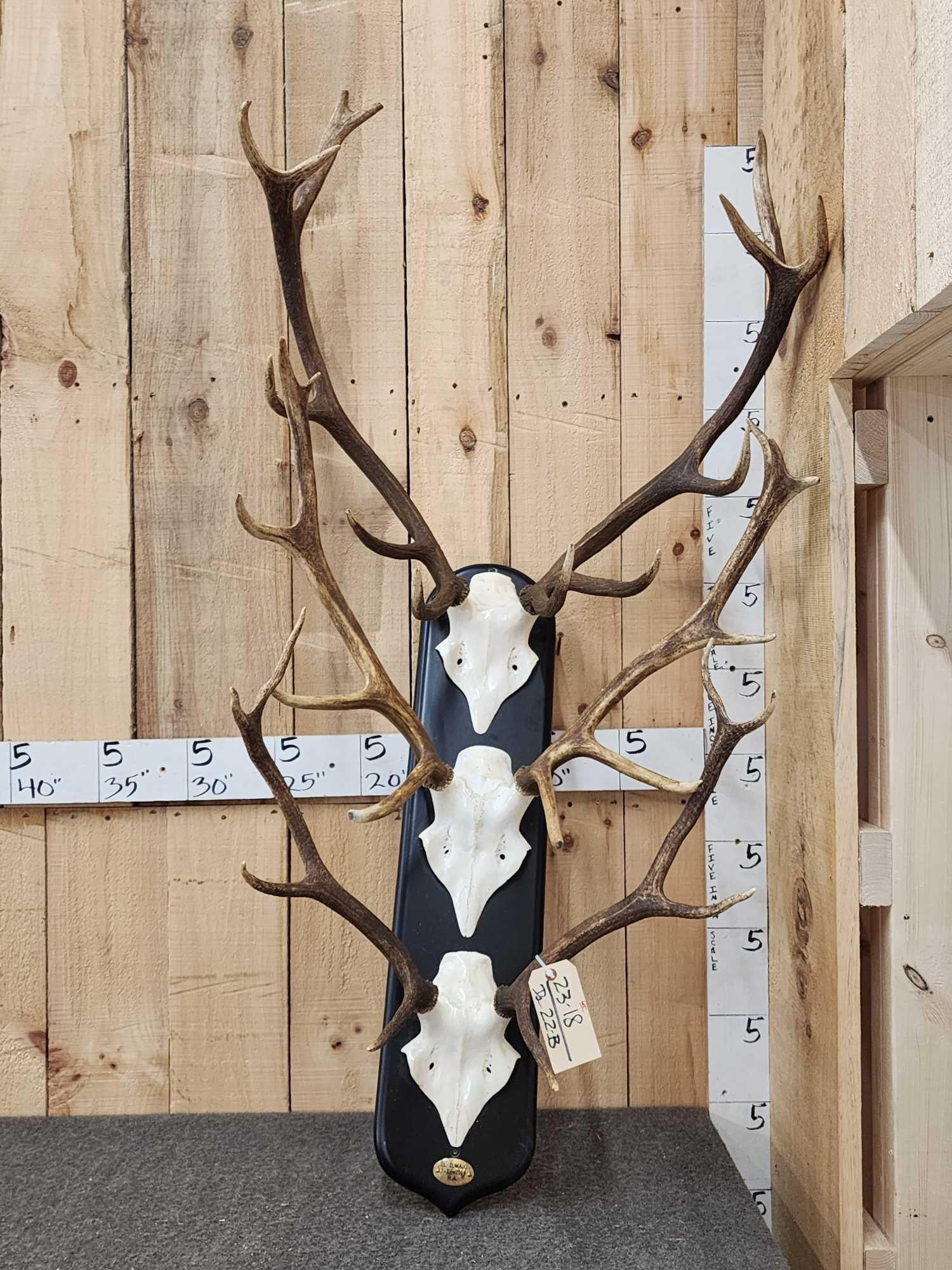 3 Sets Of Red Stag Antlers On Plaque (1 of 3)