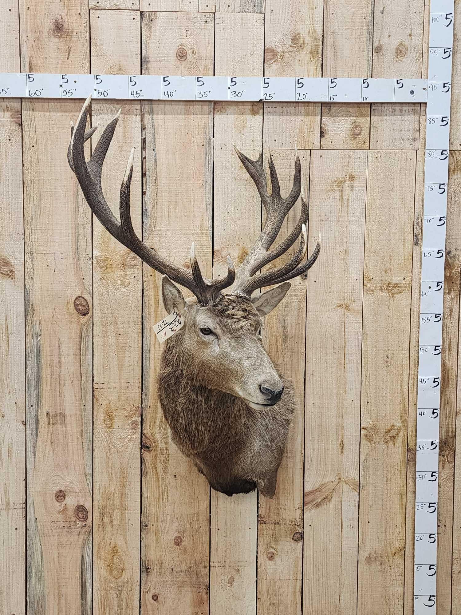 Red Stag Shoulder Mount Taxidermy: 92.3 Solid mount good antler color with polished ivory tips