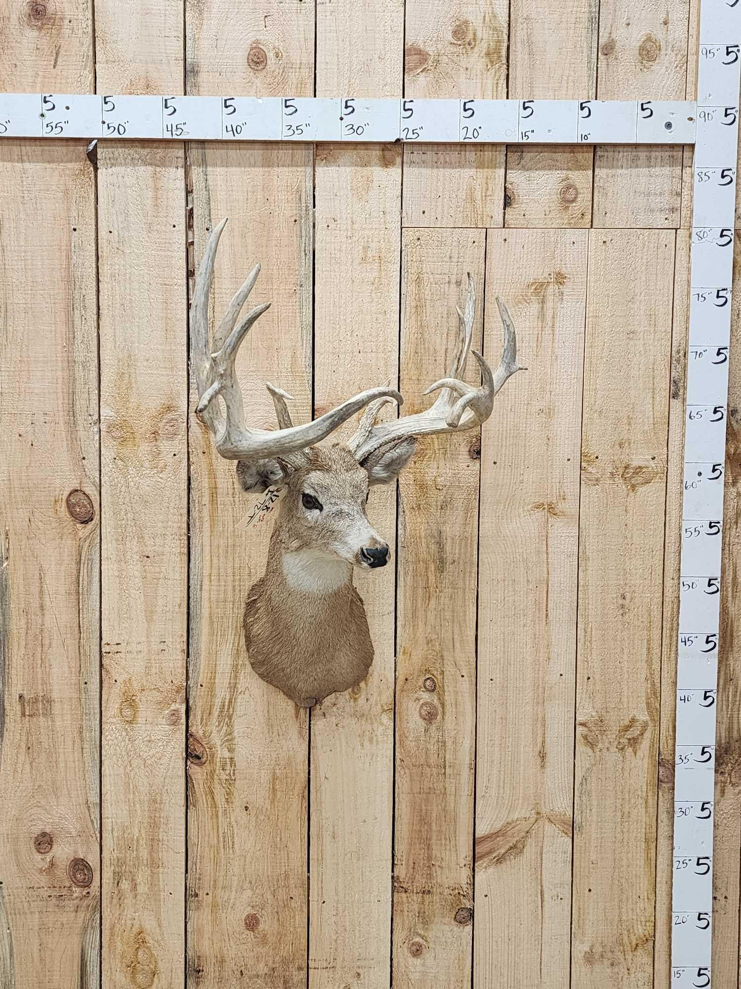 Main Frame 4x5 Whitetail Shoulder Mount Taxidermy (1 of 4)