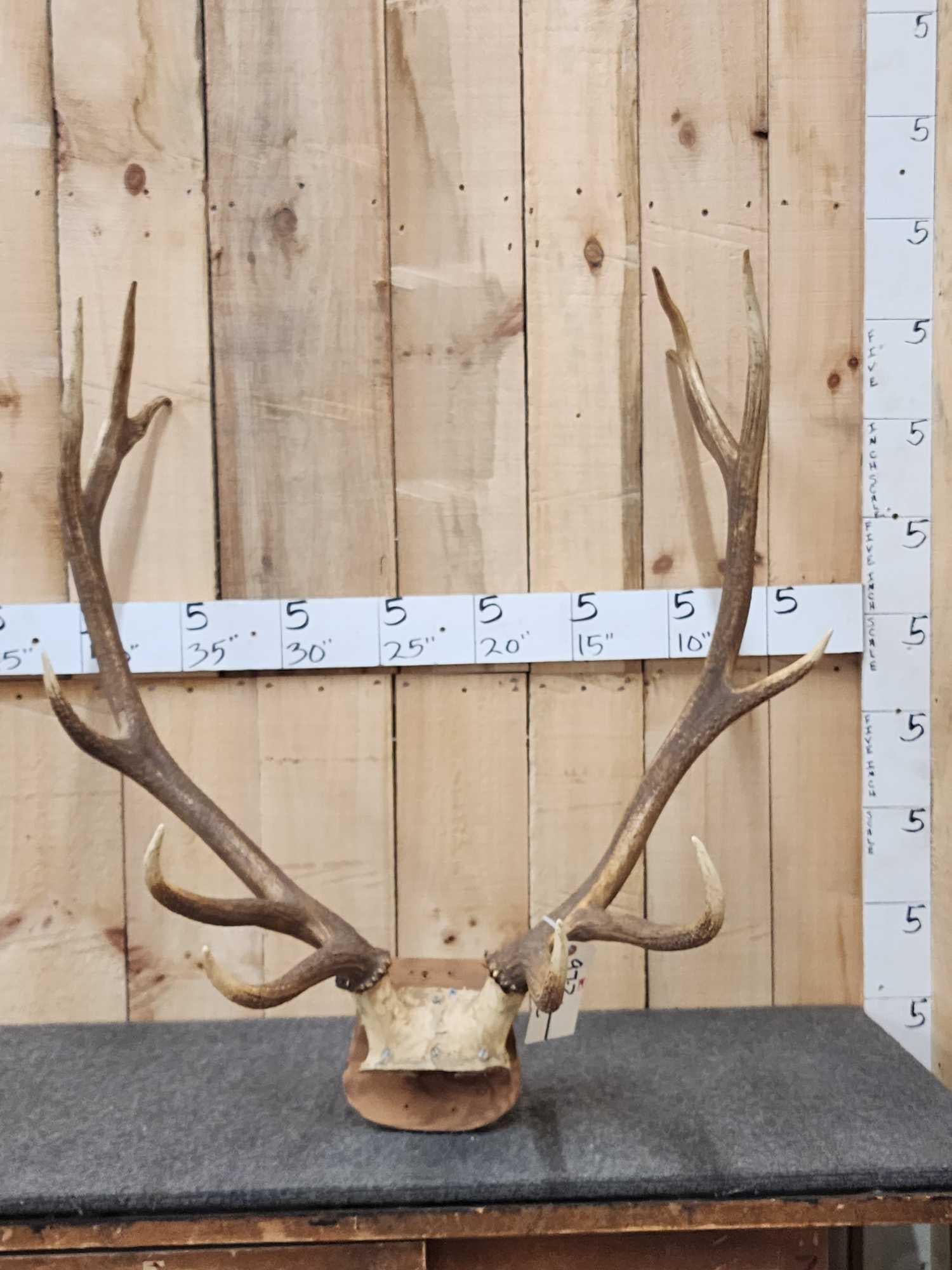 6x6 Elk Antlers On Skull Plate (1 of 3)