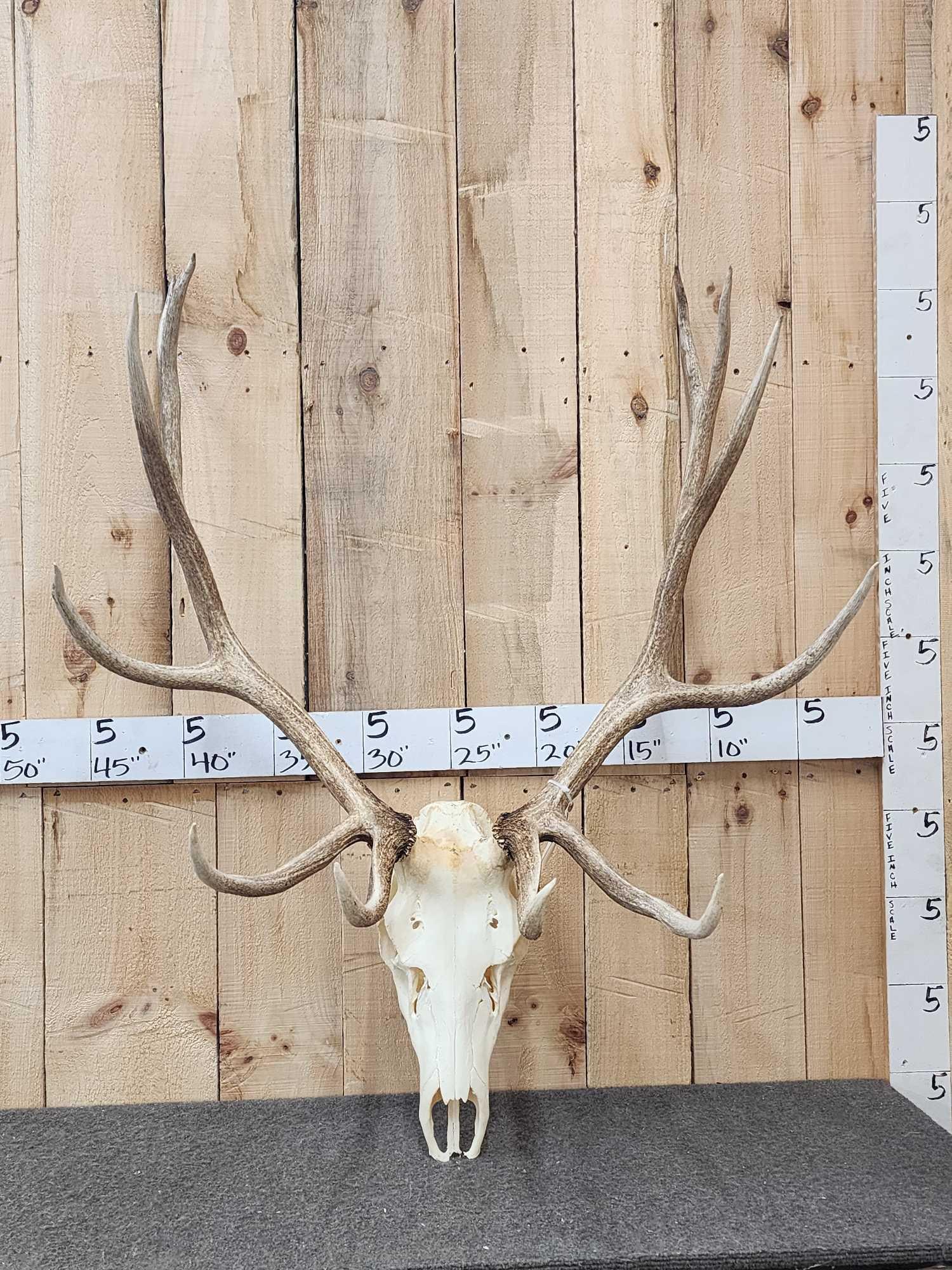 6x6 Elk Antlers On Skull Plate (1 of 3)