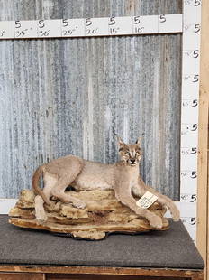 African Caracal Cat Full Body Taxidermy Mount: 10.29 Cool piece on light weight base can be a table top or wall hanging display