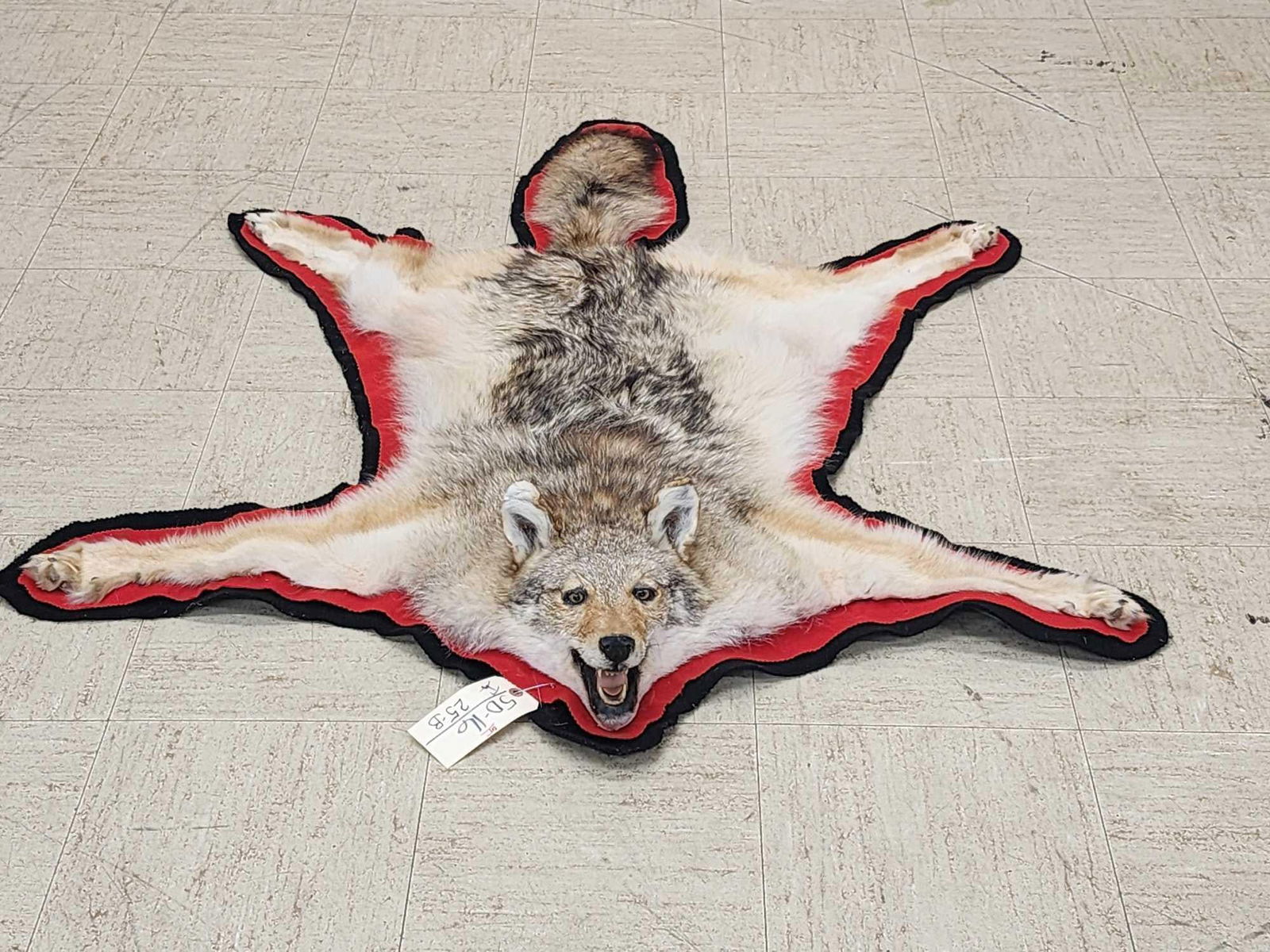 Coyote Rug Taxidermy Auction