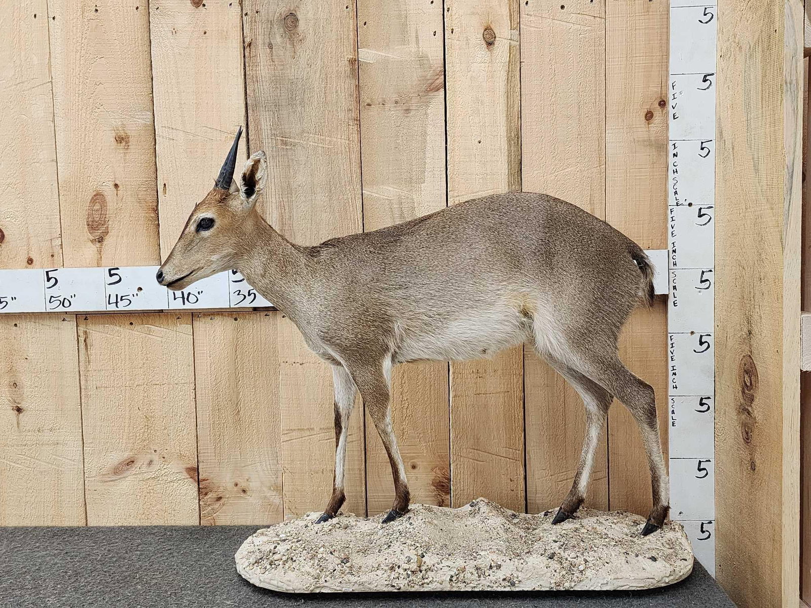 African Duiker Full Body Taxidermy Mount (1 of 5)