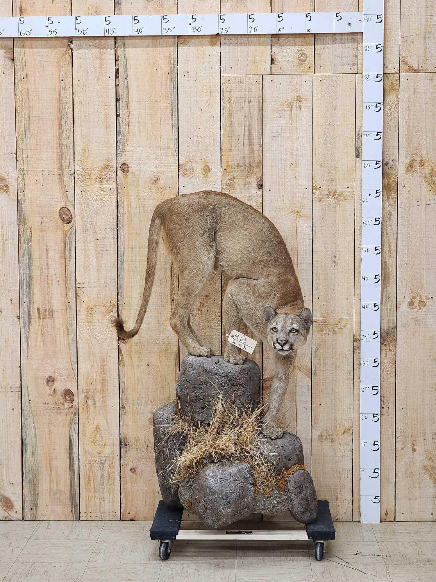 Mountain Lion Cougar Full Body Taxidermy Mount: 9.63 Nice clean mount good facial features good eye placement