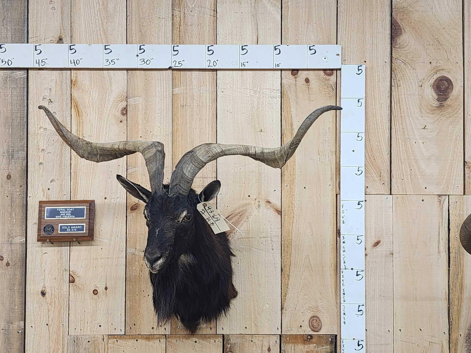 Catalina Goat Shoulder Mount Taxidermy (1 of 4)