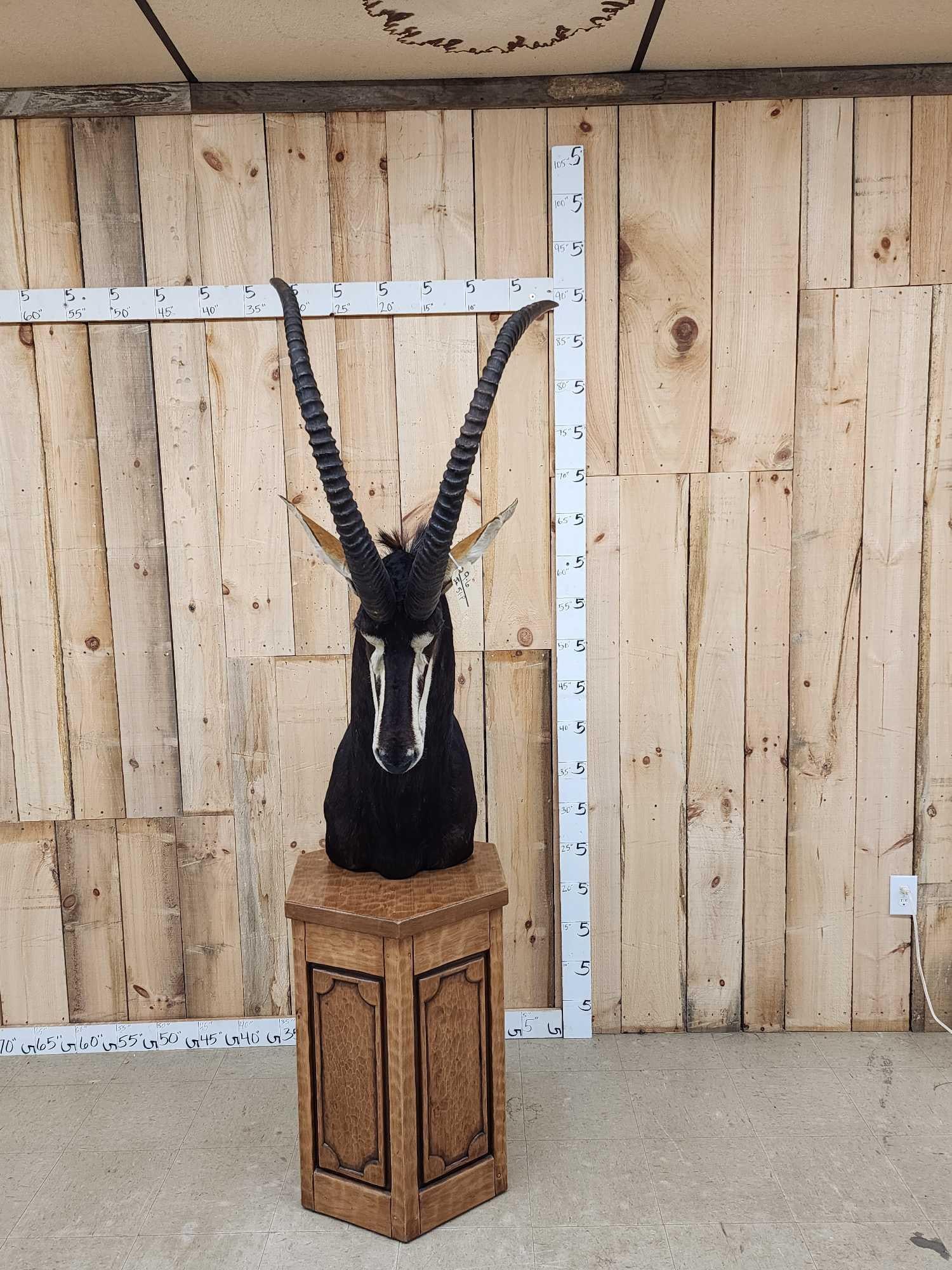 Sable Antelope Pedestal Mount Taxidermy (1 of 9)