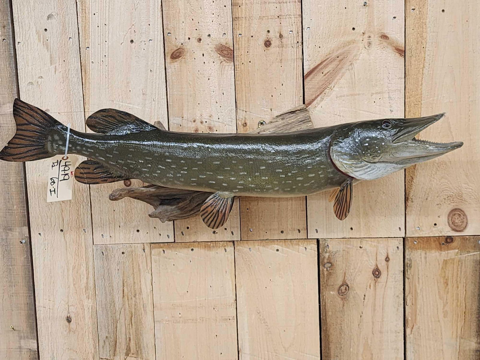 40" Northern Pike Real Skin Fish Taxidermy Auction