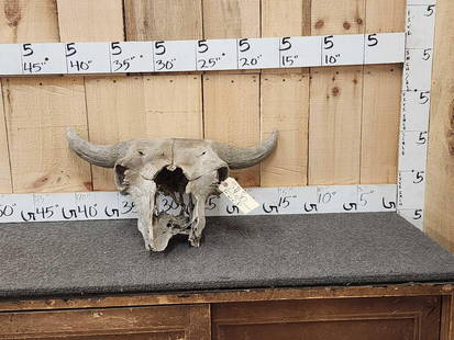Ancient Bison Buffalo Skull Fossil: 24.20 Found on the Platte River Buchanan County Missouri partially fossilized weight 17.6 lbs Pleistocene period
