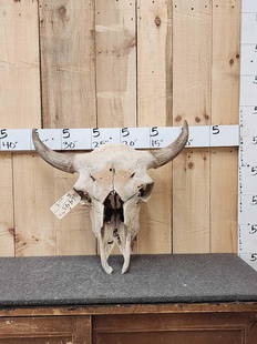 Ancient Bison Buffalo Skull Fossil: 64.43 Partially fossilized Weighs 22 lbs probably Pleistocene period Yellowstone River Montana one of the more complete ancient Skulls you will run across