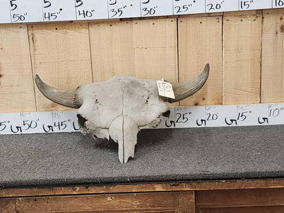 Ancient Bison Buffalo Skull Fossil: 24.21 Found on the Platte River Buchanan County Missouri Weighs 14.2 lbs Partially fossilized Pleistocene period