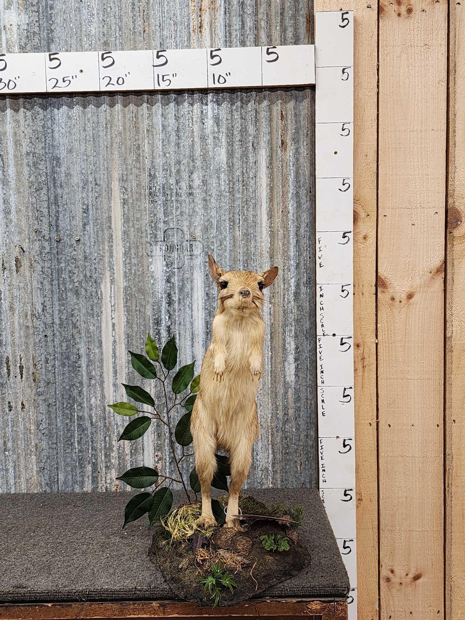 African Springhare Full Body Taxidermy Mount Auction