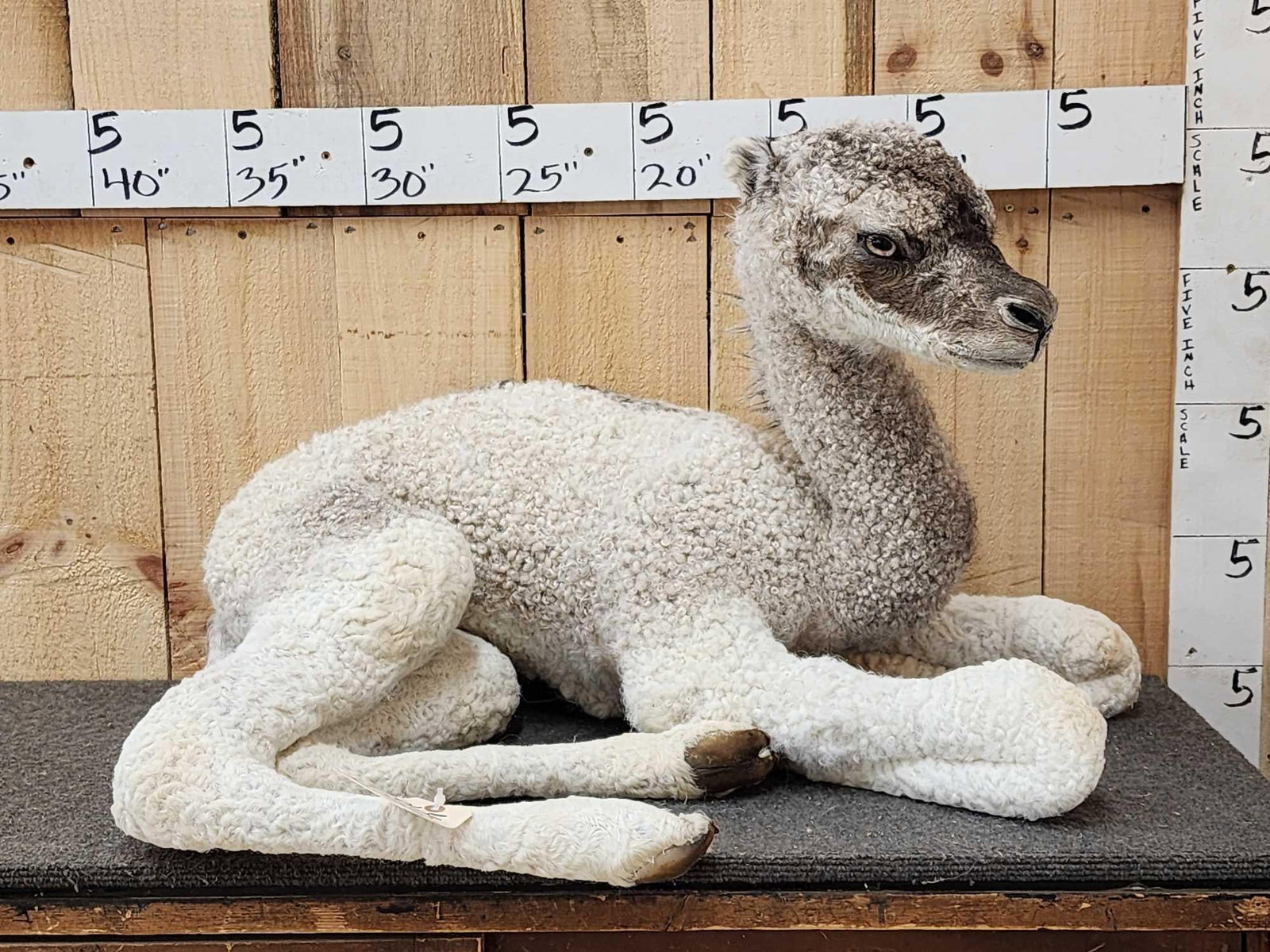 Baby Camel Full Body Taxidermy Mount (1 of 7)
