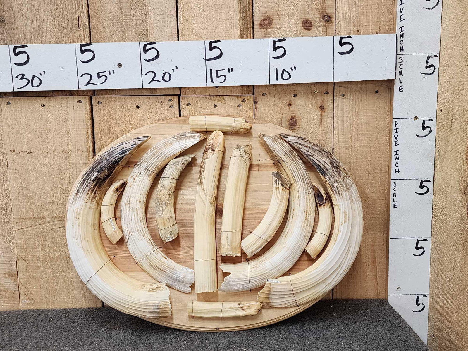 Big Set Of Hippopotamus Tusks Taxidermy (1 of 4)