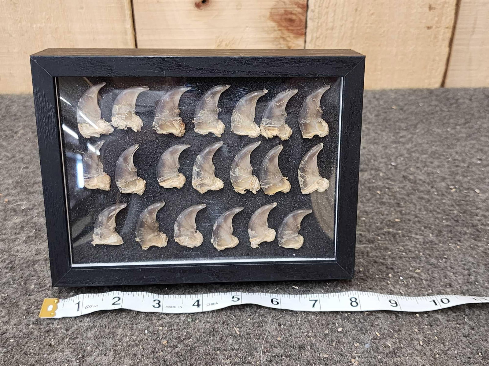 20 Black Bear Claws Taxidermy (1 of 4)