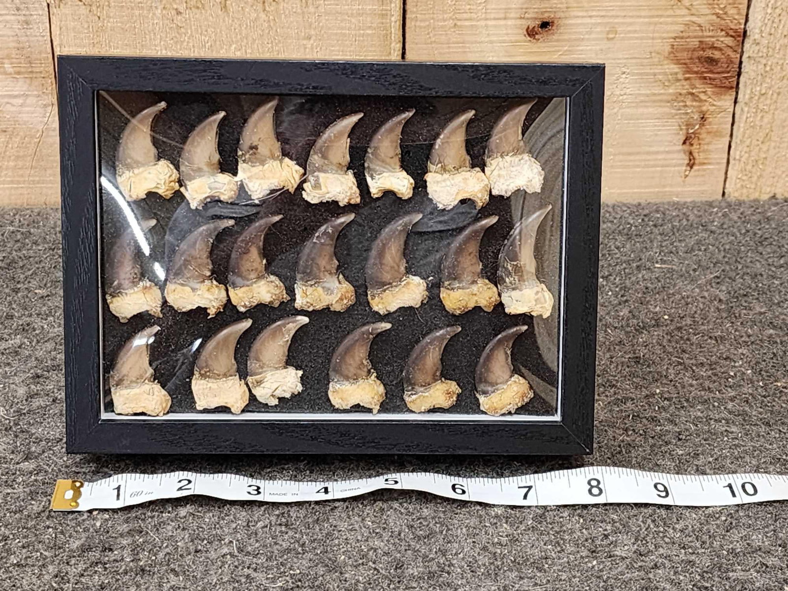 20 Black Bear Claws Taxidermy (1 of 4)