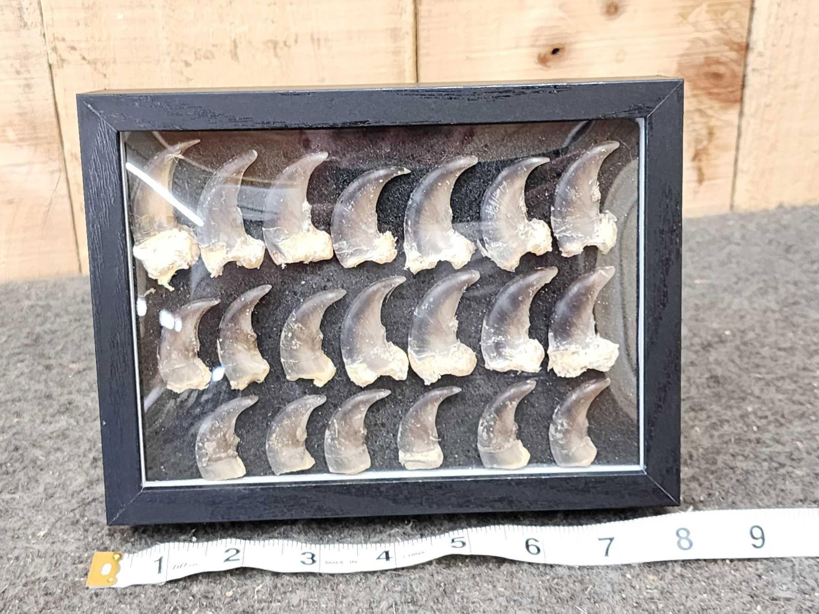 20 Black Bear Claws Taxidermy (1 of 4)