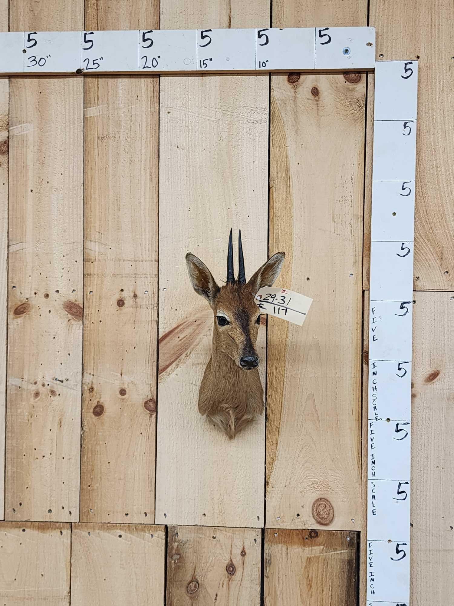 African Bush Duiker Shoulder Mount Taxidermy (1 of 3)