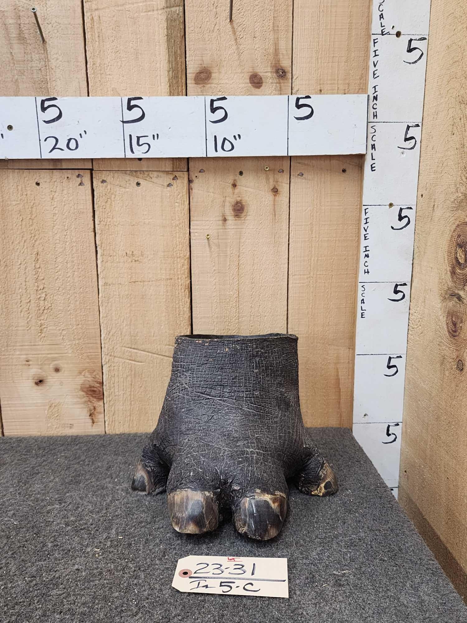 Taxidermy Hippopotamus Foot (1 of 5)