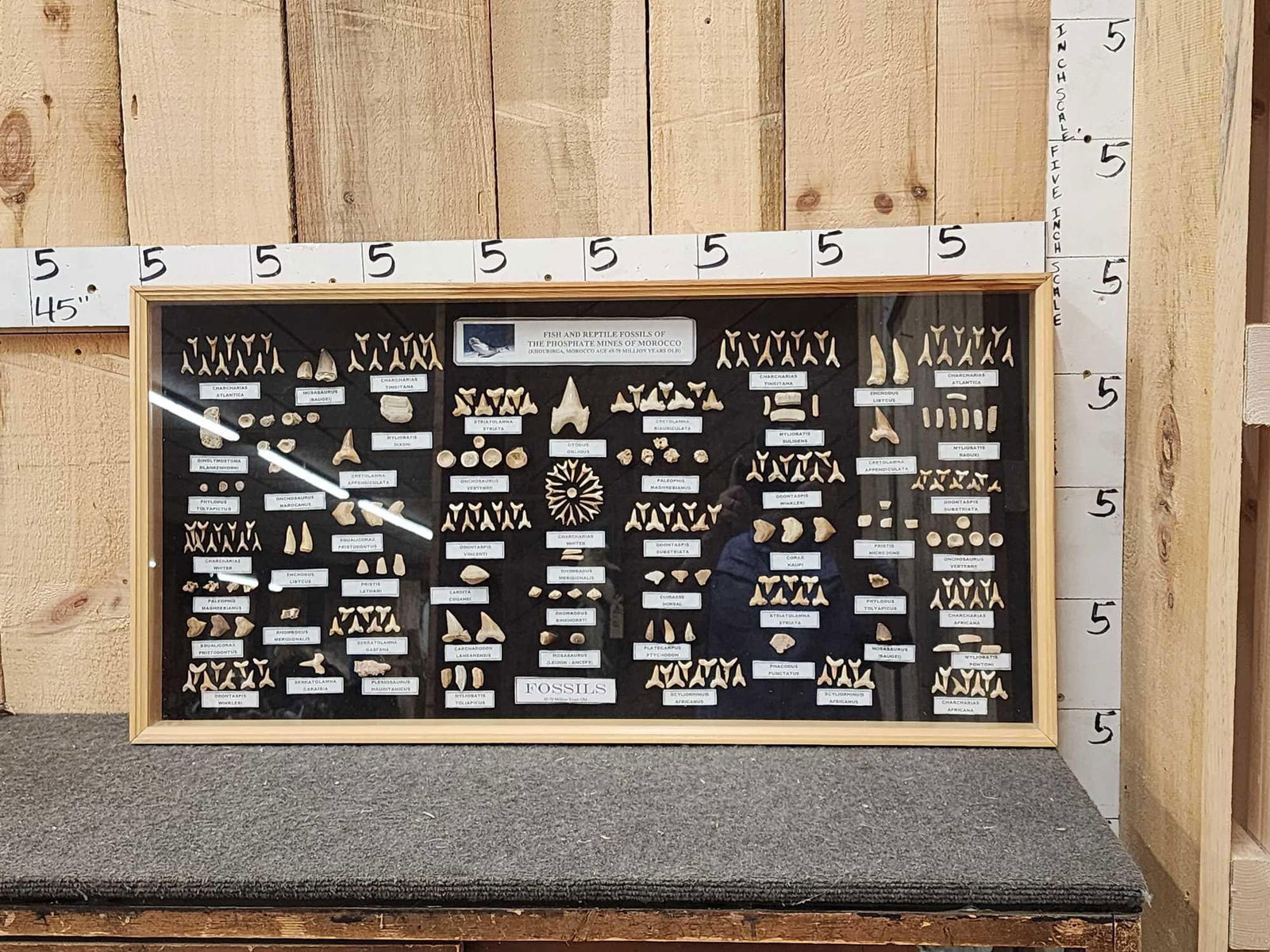 Fish & Reptile Fossils Of The Phosphate Mines Of Morocco: 87.66 Nice collection in glass display 45-70 million years old NOTE We strongly recommend local pickup on this piece