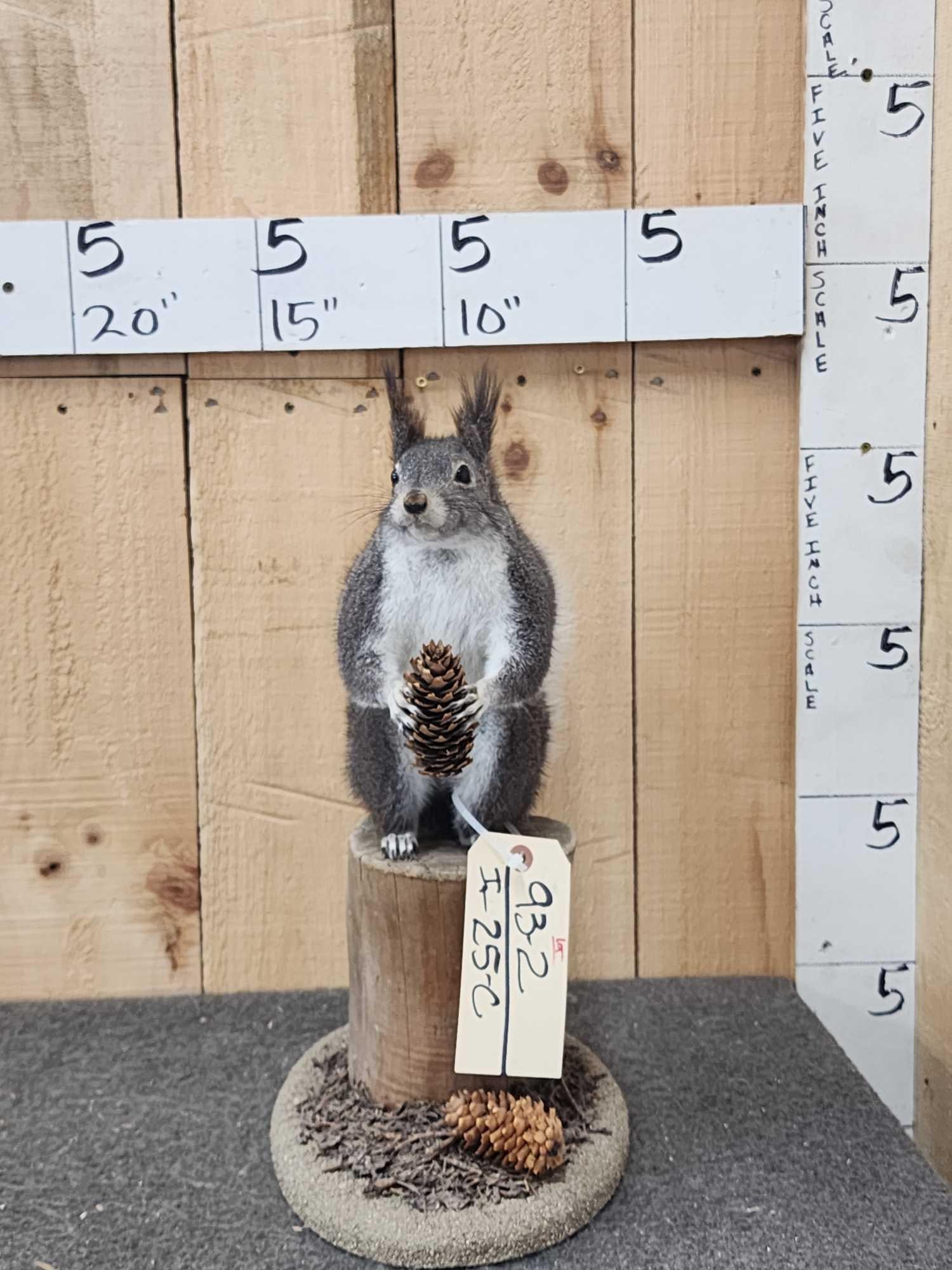 Abert's Squirrel Full Body Taxidermy Mount (1 of 7)