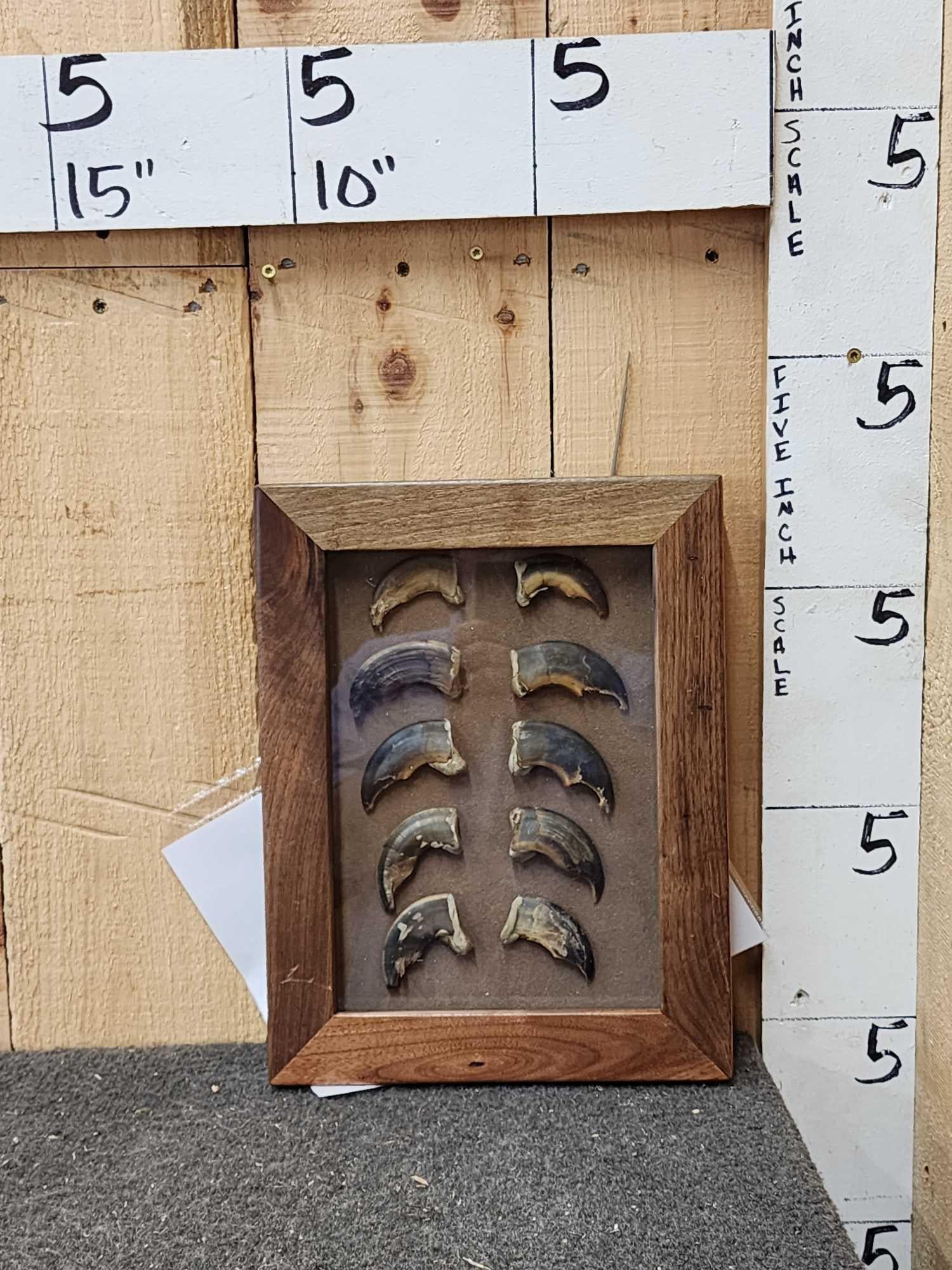 10 BIG Alaskan Brown Bear Claws Taxidermy (1 of 3)