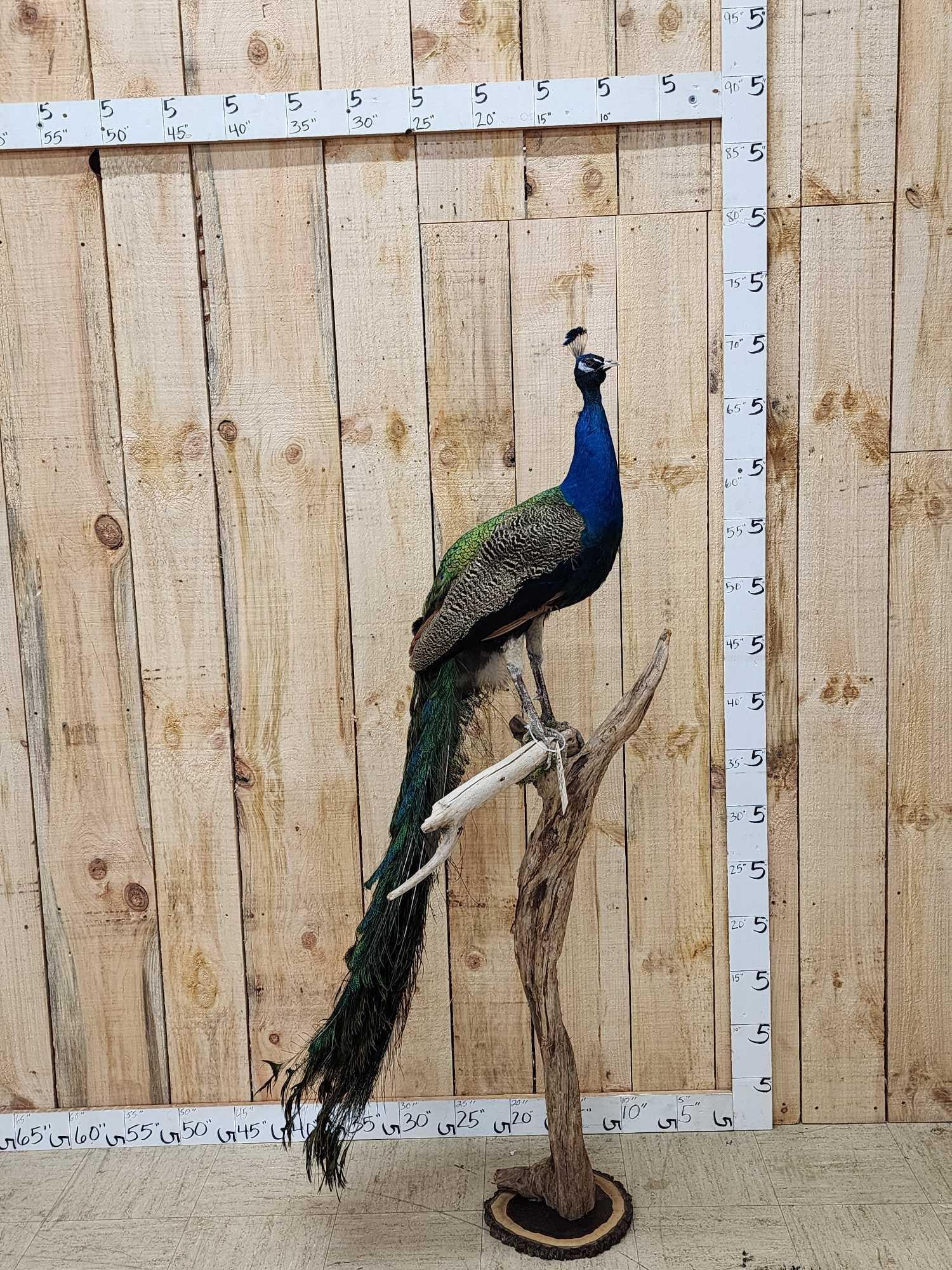 Beautiful Peacock Full Body Bird Taxidermy (1 of 4)