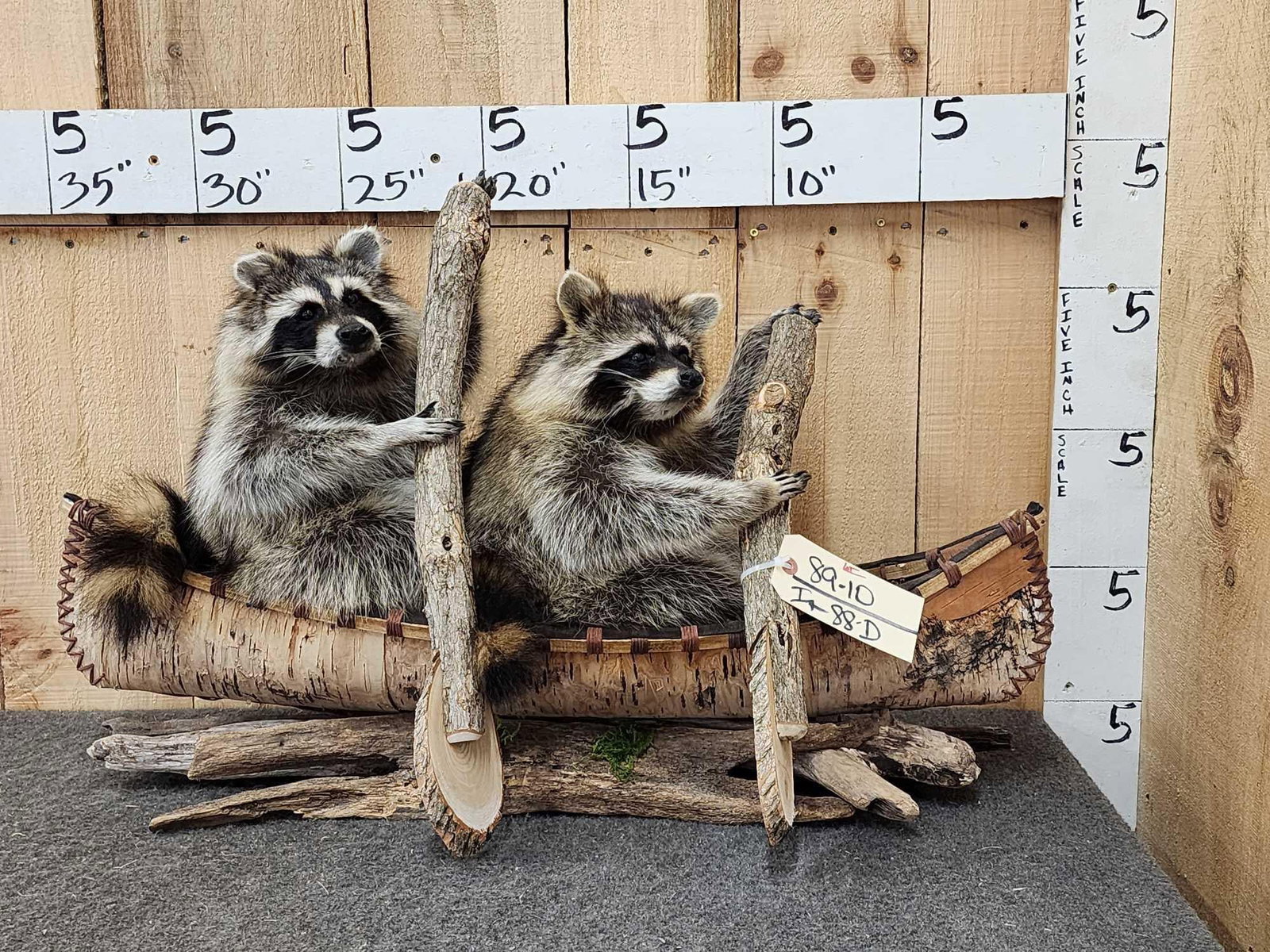2 Raccoons In A Birch Bark Canoe Taxidermy (1 of 5)