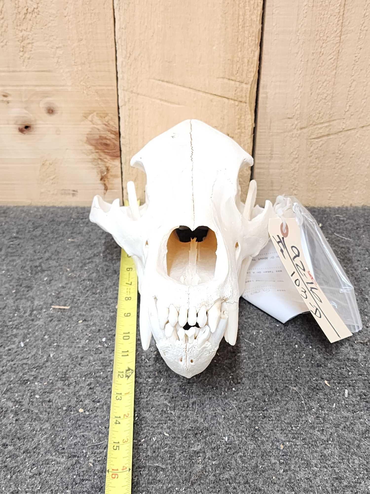 Alaskan Grizzly Bear Skull Taxidermy (1 of 6)