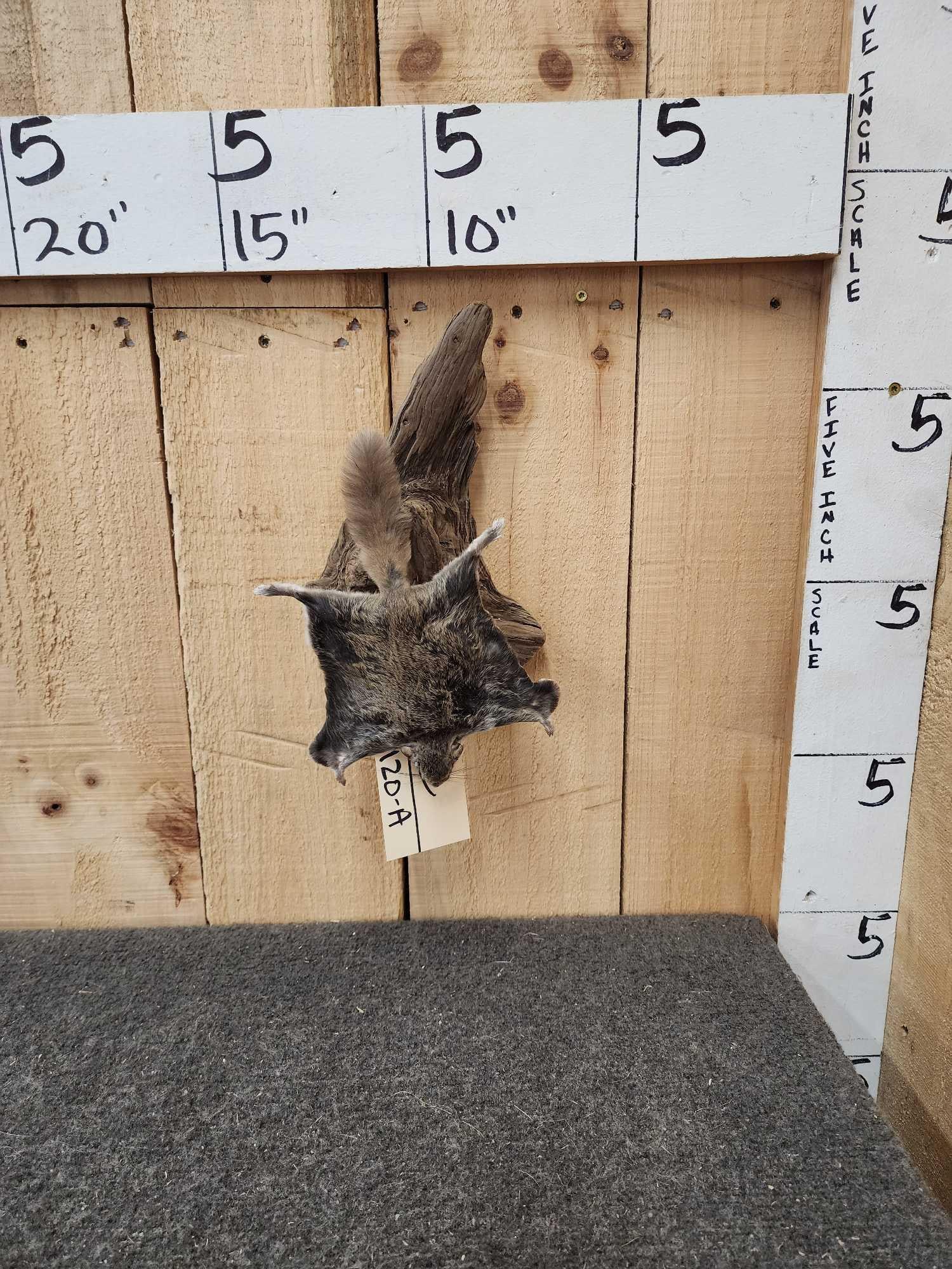 Flying Squirrel Full Body Taxidermy Mount (1 of 5)