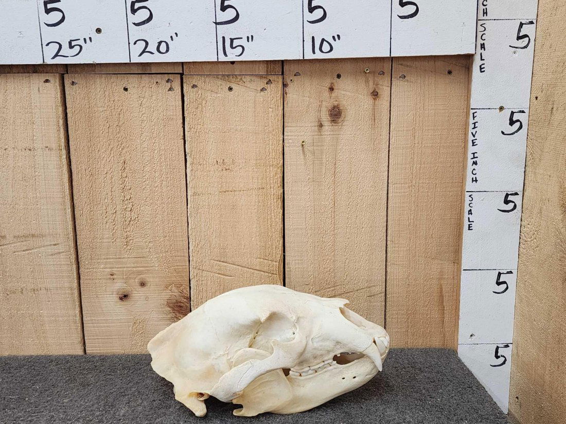 BIG Black Bear Skull Taxidermy: 23.28 about 13 3/8 " long x 7 4/8" wide making this one a true trophy skull Nicely done with teeth & turbinates intact