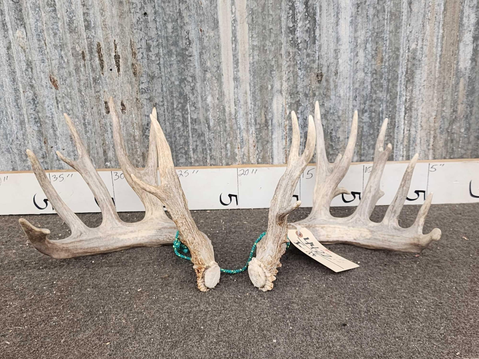 Big Nontypical Whitetail Shed Antlers: 6.4 Right 90" Left 97"