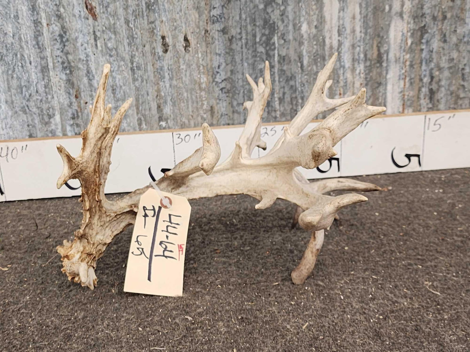 BIG Gnarly Whitetail Shed Antler: 6.7 Good color with stickers & flyers everywhere !