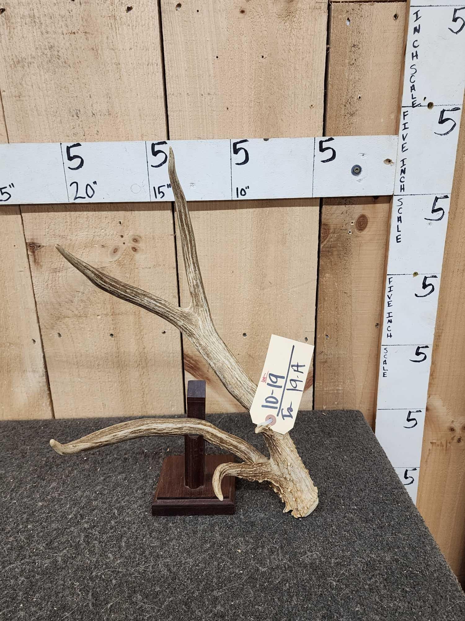 Rare Double Beam Wyoming Mule Deer Shed Antler (1 of 3)