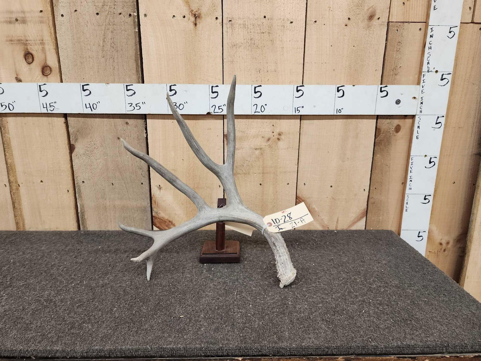 Giant 91" Wyoming Mule Deer Shed Antler (1 of 4)