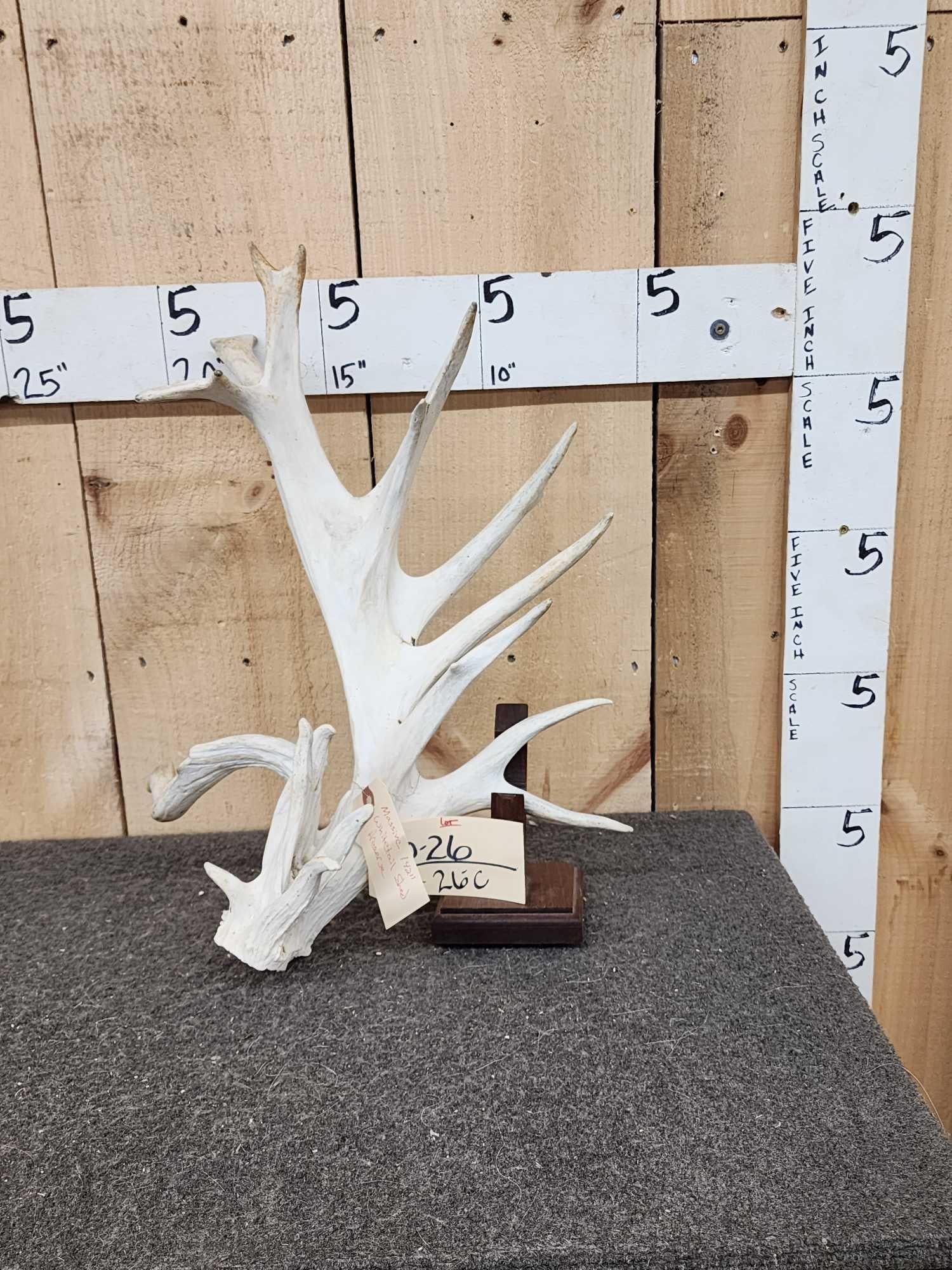 Massive 142" Preserve Whitetail Shed Antler: 10.26 Lots of extras with HUGE base