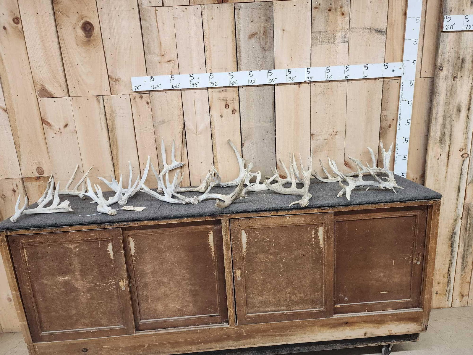21.6 Lbs Of Whitetail Shed Antlers: 38.22 Great for crafts or dog chews 15 pcs