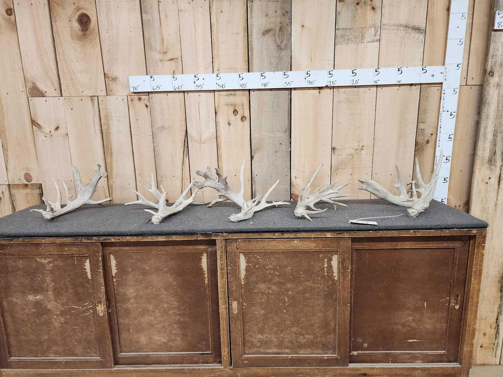 14.4 Lbs Of Whitetail Shed Antlers (1 of 6)