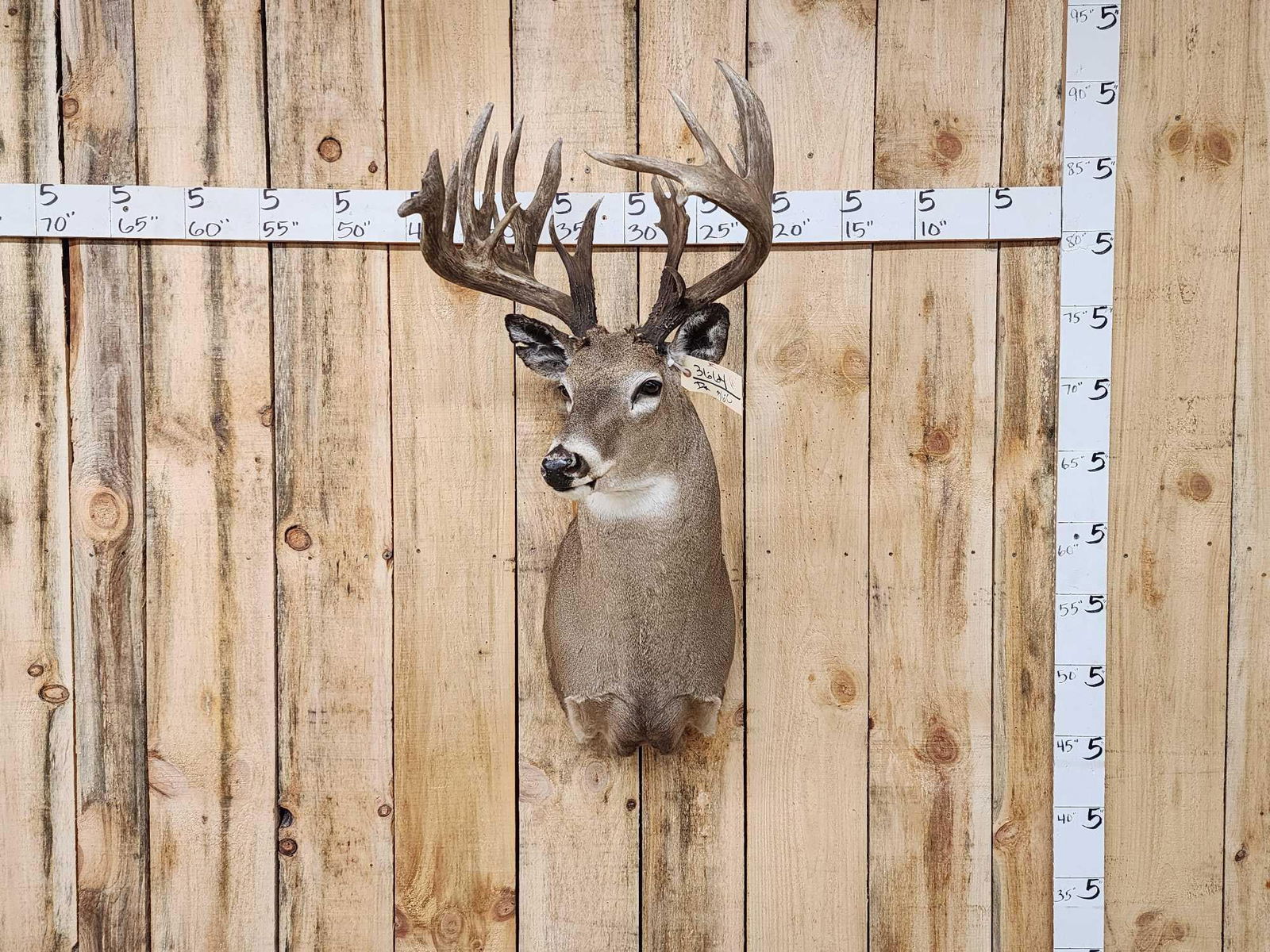 Main Frame 6x5 Whitetail Shoulder Mount Taxidermy (1 of 5)