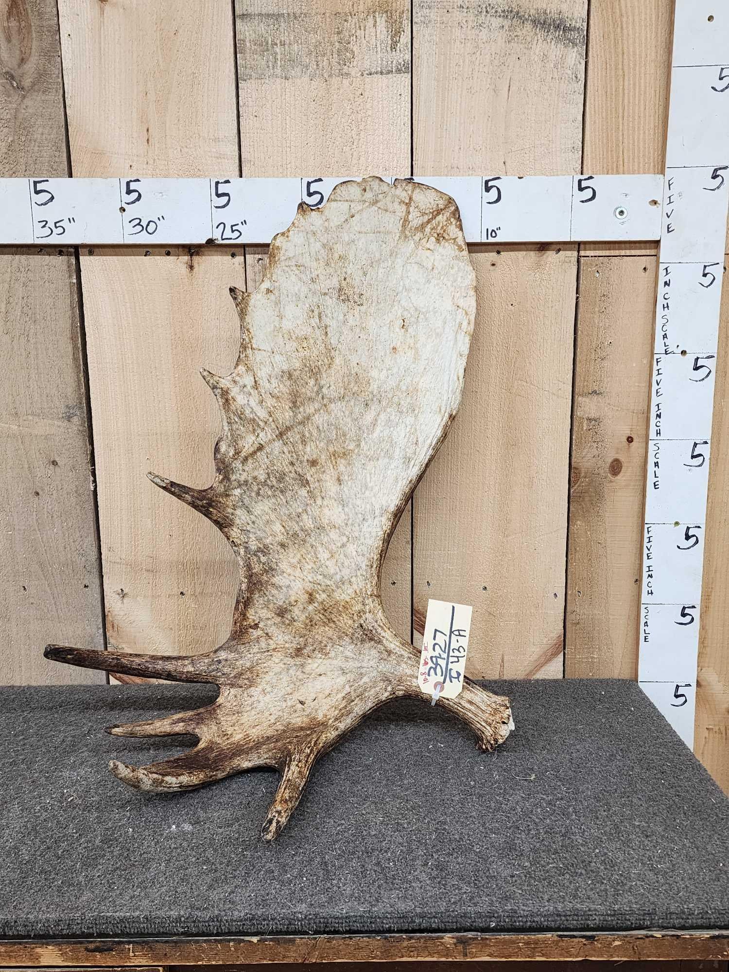 10.8 Lbs Alaskan Moose Shed Antler: 39.27 Great for crafts or decor